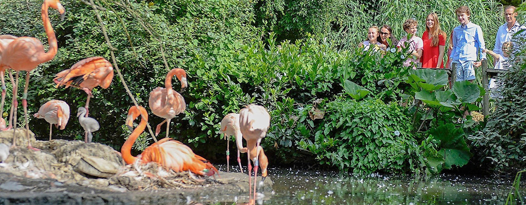 avifauna-flamingo-web