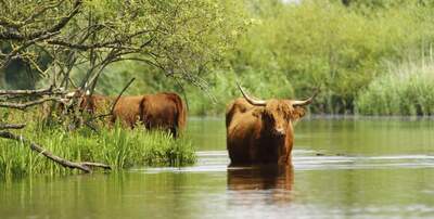biesbosch