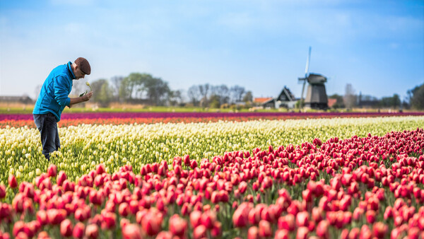 bollenstreek