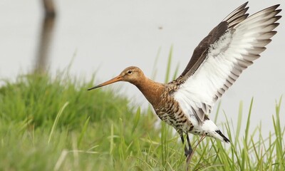 hoekse-waard-grutto
