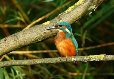 ijsvogel-np-de-biesbosch