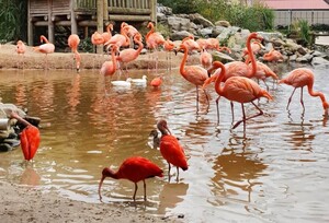 orchideeenhoeve-flamingos 3