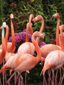 orchideeenhoeve-flamingos 4