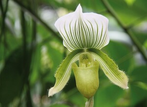 orchideeenkwekerij-venusschoen