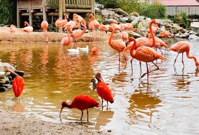 pantropica-flamingos 3 pantropica-flamingos 3