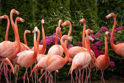 pantropica-flamingos pantropica-flamingos