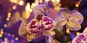 pantropica-orchidee-02 pantropica-orchidee-02