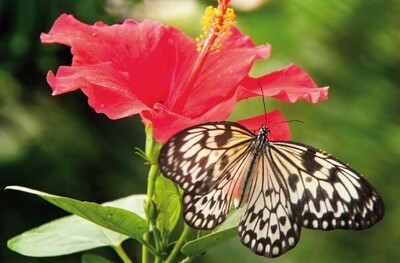 tropische-vlindertuin-papiervlinder
