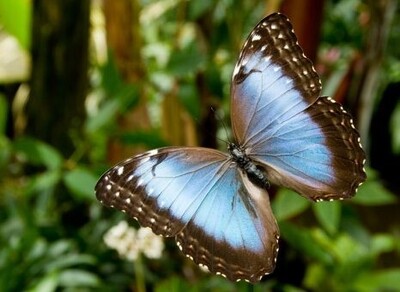 vlindervallei-blauwe-morpho vlindervallei-blauwe-morpho
