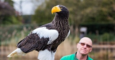 vogeldemonstraties