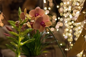 winterdroom-orchideeen-3